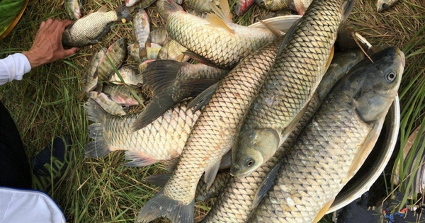 3 loại cá dễ “ôm ổ ký sinh trùng”, dân buôn cũng ngại ăn