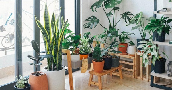 Không phải mê tín: 6 loại cây cảnh trồng trong nhà giúp cả gia đình “vượng khí”, detox không khí mùa lạnh
