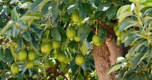 Loại quả được công nhận là “trái cây giàu năng lượng nhất thế giới”: Ngừa bệnh tật, có đầy ở Việt Nam