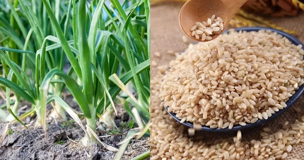 Trong cuộc sống hàng ngày, có 4 loại thực phẩm nảy mầm không những không "độc" mà còn tốt hơn - có khi bạn đã từng vứt bỏ chúng