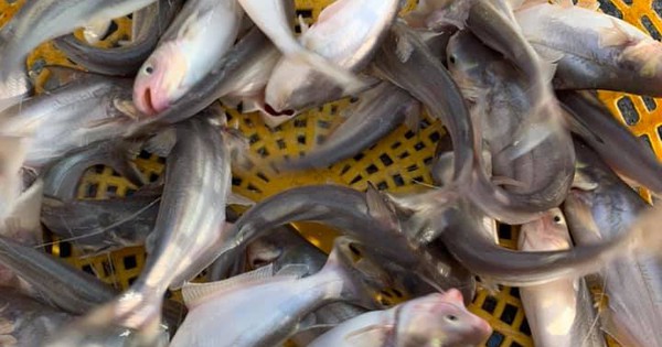 Loại cá được ví như "vàng trắng" của Việt Nam, người Mỹ, Trung Quốc rất thích: Ít xương dăm, không tanh