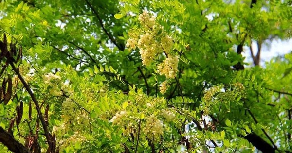 Người xưa dặn: Tránh xa 5 loại cây “âm” này vì dễ rước vận xấu vào nhà