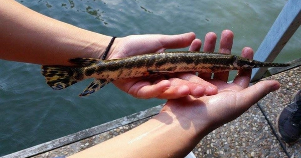 Những bộ phận của cá chứa chất cực độc: Số 1 nhiều người Việt ăn để "bổ thận tráng dương"