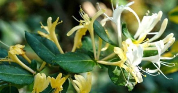 Những loại cây không nên trồng ở ban công theo quan niệm phong thủy