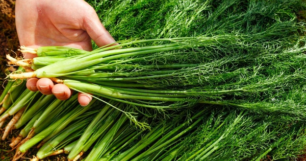 Có 5 loại rau chứa penicillin tự nhiên, bạn nên...