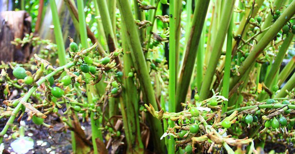 Việt Nam sở hữu loại gia vị đắt bậc nhất thế giới, thu về chục triệu USD/năm