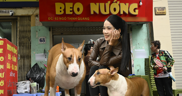 Cận cảnh chú chó “thần tài” nổi tiếng nhất Hà Nội hiện nay: Tiếp khách mệt nghỉ, giúp quán tăng doanh thu cao ngất