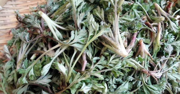 Loại rau được người Trung Quốc ví là "báu vật trời ban": Mọc đầy Việt Nam nhưng nhiều người chê không ăn