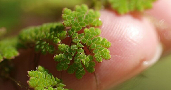 Vị giáo sư "biến" lân thành đạm từ bèo, lai tạo hàng loạt giống lúa cứu mùa màng Việt Nam