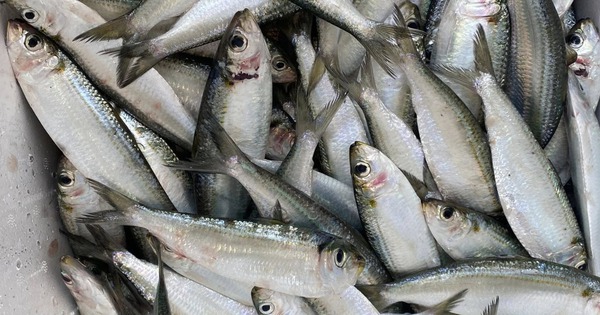 6 loại cá "vô địch" omega-3 bán đầy chợ, càng ăn càng khỏe