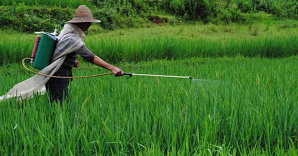 Anh công bố 12 loại rau quả "ngậm thuốc trừ sâu" nhiều nhất năm 2025: Loại quả đứng đầu danh sách với 99% thuốc trừ sâu vượt quá tiêu chuẩn
