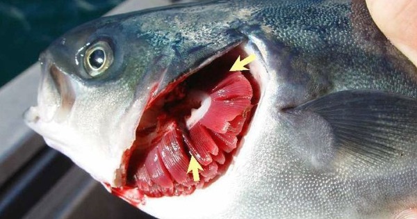 7 dấu hiệu cho thấy cá nhiễm ký sinh trùng, tuyệt đối không mua