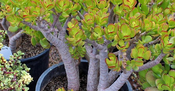 Không phải phát tài, kim tiền, người Trung Quốc coi đây mới là cây phú quý: Nhiều người Việt chưa biết