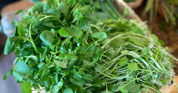 4 loại rau dân dã ở Việt Nam được ví bổ như sâm