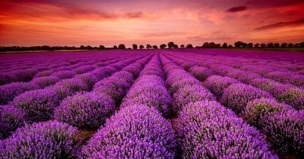 Một mã cổ phiếu bốc đầu kịch trần liên tiếp sau thông tin "ông lớn" âm nhạc rót vốn