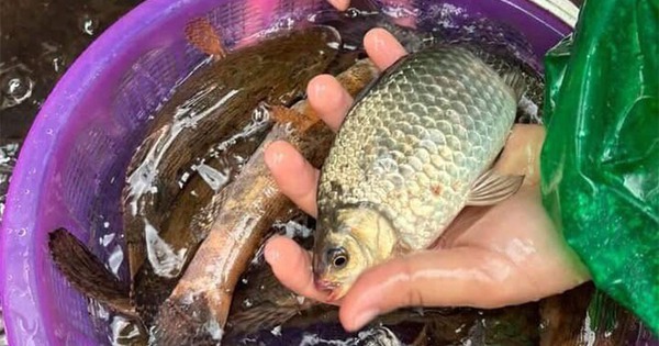 Chợ Việt có loại cá nhỏ, chỉ 30.000 đồng/kg nhưng được thầy thuốc xưa gọi là "đại bổ": Người biết ăn coi như báu vật