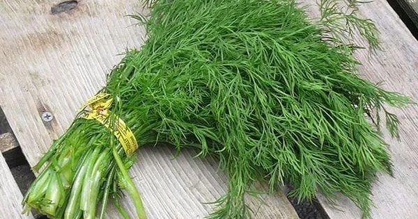 Rau thì là: Thứ rau rẻ tiền nhưng được ví như “vị thuốc xanh” cho cơ thể - nhưng không phải ai cũng ăn được