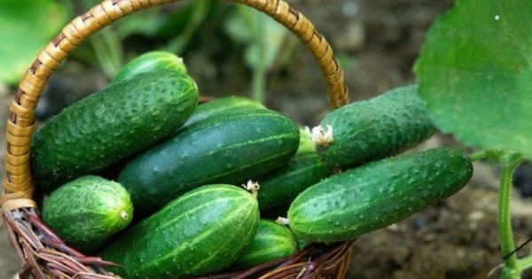 Không chỉ dưa chuột: Thực phẩm hạ đường huyết hiệu quả nhất lại là món quen trong bữa cơm Việt