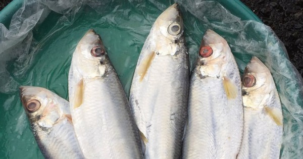 Loại cá được mệnh danh là "tứ quý ngư”, đứng đầu danh sách cá quý mà dân sành ăn săn lùng