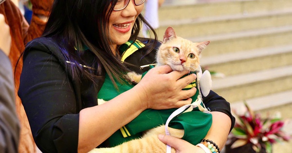 Thảo Cầm Viên: Áo mèo Mika được đấu giá 10 triệu, fan 3 thế hệ “chốt đơn”