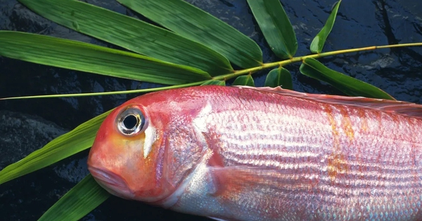 10 loại cá thấm đẫm thủy ngân hàng top: Thủ phạm "phá thận", suy giảm trí tuệ nhưng nhiều người Việt rất mê