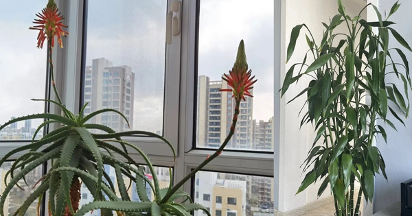 Ông bà đúc kết: "Cây nở hoa, tiền bạc đổ về tận cửa" - Sự thật là gì?