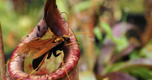Loài hoa đáng sợ nhất hành tinh: Là thực vật nhưng có thể ăn thịt động vật, thậm chí "nuốt chửng" cả 1 con chuột