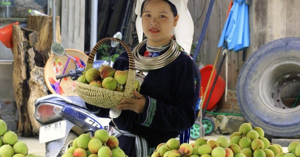 Loại quả giúp người dân huyện nghèo nhất cả nước có thu nhập “khủng”, được ví là thuốc trường sinh