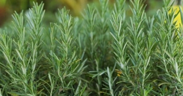 Việt Nam có cây thuốc quý cực tốt cho sức khỏe, nhiều người chỉ trồng làm cảnh