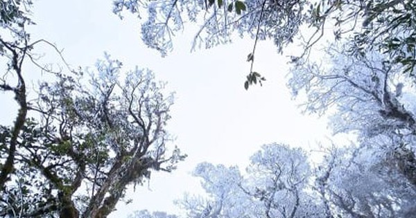 Băng giá xuất hiện ở Tà Xùa giữa tháng 3