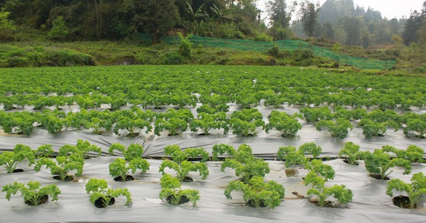 Tạp chí Mỹ đánh giá đây là loại rau tốt nhất thế giới, Việt Nam trồng nhiều, hái đến đâu bán hết đến đấy