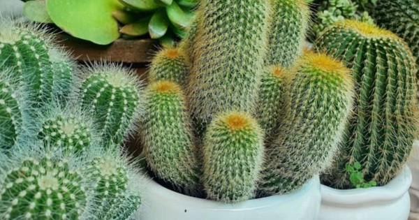 Nói thật: Đặt 4 loại cây này trong nhà chính là "mời" vận xui vào ở chung