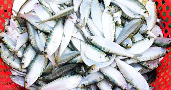 Chuyên gia Mỹ xướng tên 3 loại cá tốt nhất thế giới, ‘bổ của bổ’: Việt Nam chẳng thiếu con nào