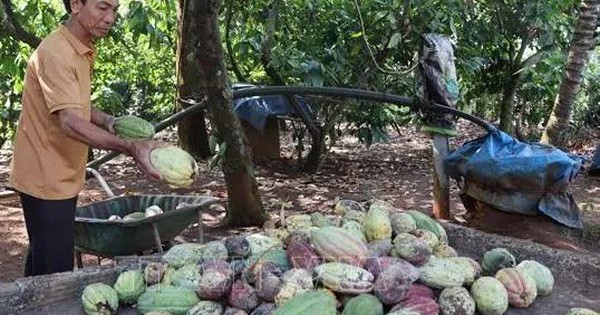 Giá ca cao tăng kỷ lục