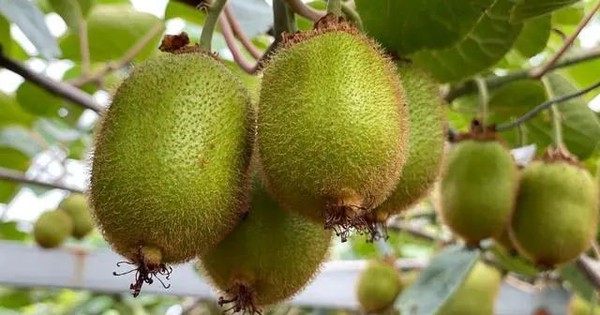 Điều gì xảy ra với cơ thể khi ăn 1 quả kiwi mỗi ngày?
