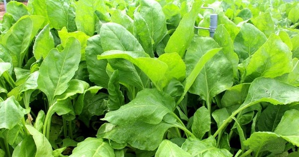 Báo Mỹ nhận xét đây là loại rau tốt nhất thế giới, Việt Nam trồng nhiều nơi, lãi gấp 3 lần rau khác