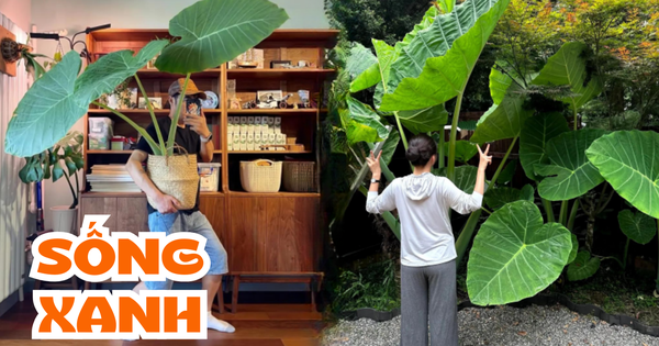 Phong thủy và tài lộc: Có nên trồng cây khoai môn tai voi trong nhà không?