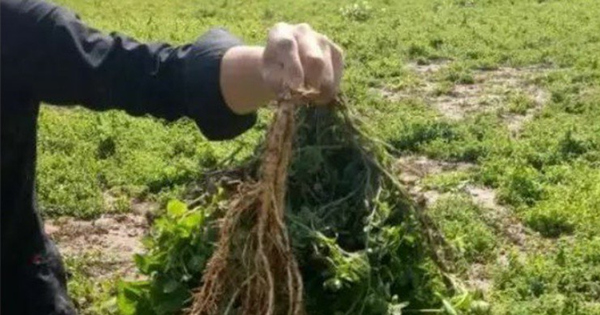 Loại cây dại xưa là thức ăn chăn nuôi, nay quý như "nhân sâm của người nghèo"