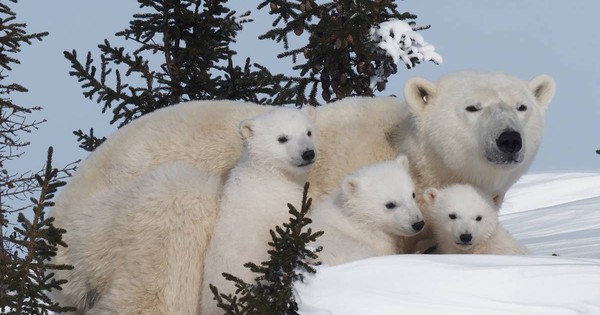Thước phim đầu tiên trong lịch sử ghi lại cảnh gấu Bắc Cực dắt con rời hang ngủ đông: Trông rất đáng yêu, nhưng các nhà khoa học cho biết đó là một điềm báo chẳng lành