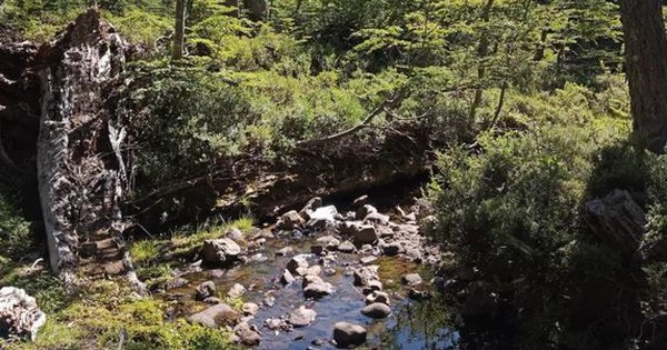 Loài vật quý hiếm bậc nhất thế giới, tuyệt tích hơn 120 năm bất ngờ "tái xuất"