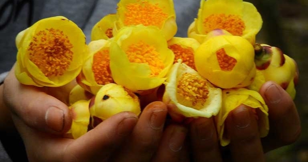 Việt Nam có 1 loại hoa được ví đắt đỏ như ‘vàng ròng’, là dược liệu hiếm nhiều người săn lùng