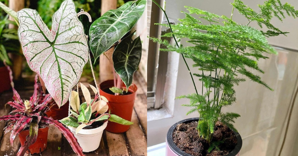 5 loại cây xanh khiến vi khuẩn sợ hãi: Trồng một chậu trong nhà, không khí trong lành, gia đình ít bệnh tật!