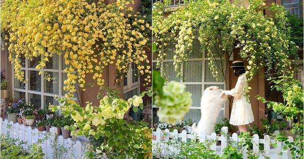 Cô gái 30 tuổi độc thân, sống một mình với khu vườn có 40.000 bông hồng