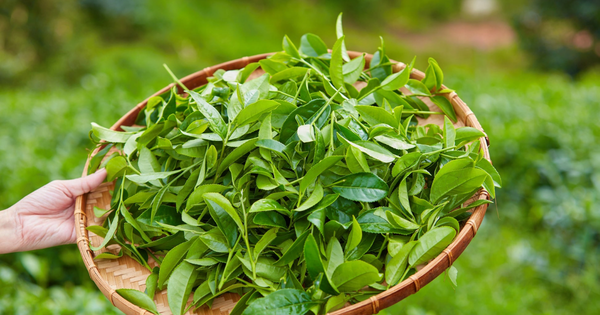 Việt Nam có 1 loại lá giúp chống rụng tóc, kích thích mọc tóc con: Dùng đúng cách phòng được cả ung thư