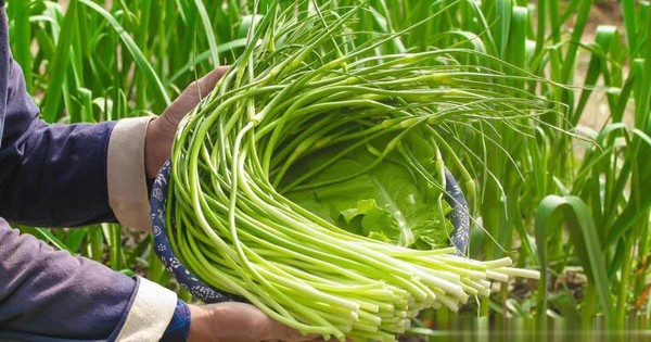 6 loại rau "không thuốc trừ sâu" tốt như nhân sâm, chợ Việt bán rất nhiều và rẻ