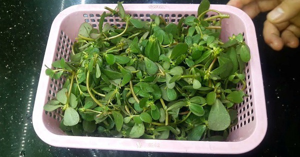 Loại rau này được ví như "thần dược của người nghèo": Chợ nào cũng bán nhưng ít người biết lối mua