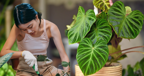 5 loại cây phong thủy trồng trong nhà sẽ giúp bạn hút tài lộc, không thất thoát tiền bạc!