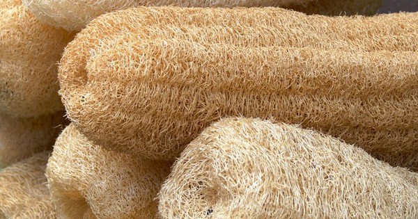 Ai cũng nên phơi khô thứ quả này rồi cất trong nhà: Khi cần mang ra dùng có thể trị nhanh gọn nhiều bệnh mà không cần thuốc