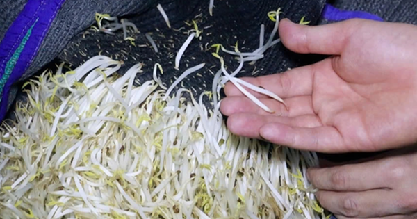 Hé lộ thị trường tiêu thụ 3.500 tấn giá đỗ ngâm "nước kẹo"