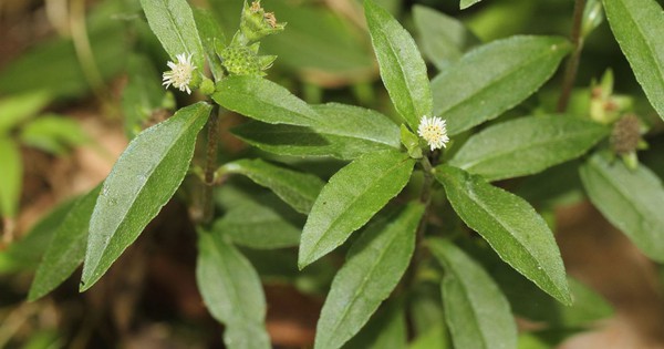 Việt Nam có loại cỏ chống rụng tóc, kích thích mọc tóc rất tốt: Dùng đúng còn giúp hạ mỡ máu, huyết áp